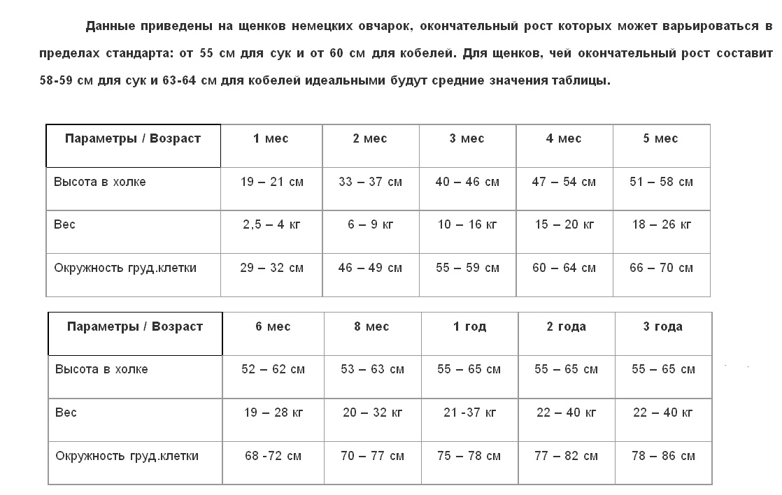 Развитие Немецкой Овчарки Фото