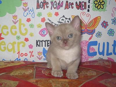 click for enlarge 615 X 461 56,4 Kb picture