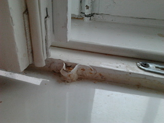 click for enlarge 1920 X 1440 715,6 Kb picture