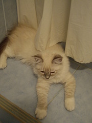 click for enlarge 1920 X 2560 985,2 Kb picture