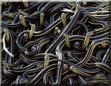 click for enlarge 400 X 310 27,1 Kb picture