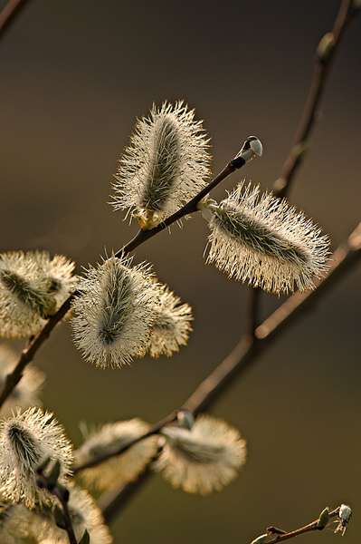 click for enlarge 1064 X 1600 717,4 Kb picture