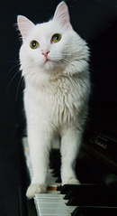 click for enlarge 1920 X 3523 471,1 Kb picture