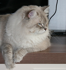 click for enlarge 1253 X 1318 643,4 Kb picture