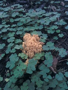 click for enlarge 1536 X 2048 474,4 Kb picture