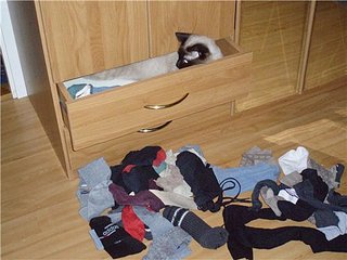 click for enlarge 500 X 375 37,8 Kb picture