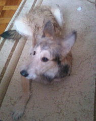 click for enlarge 1200 X 1509 347,1 Kb picture