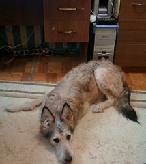 click for enlarge 1121 X 1257 317,6 Kb picture