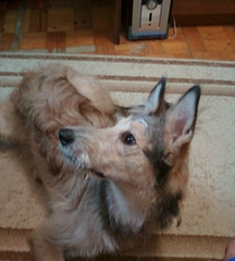 click for enlarge 1200 X 1330 314,2 Kb picture