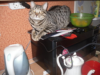 click for enlarge 1920 X 1440 785,6 Kb picture