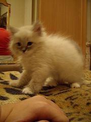 click for enlarge 1920 X 2560 263,1 Kb picture