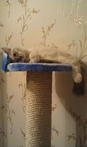 click for enlarge 1920 X 3210 719,5 Kb picture