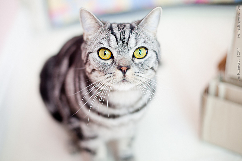 click for enlarge 900 X 600 166,0 Kb picture