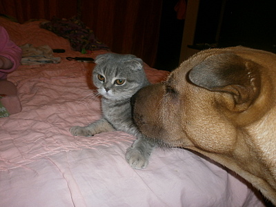 click for enlarge 1920 X 1440 868,4 Kb picture