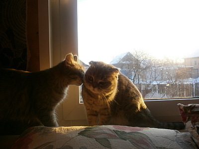 click for enlarge 1920 X 1440 809,0 Kb picture