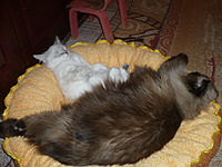 click for enlarge 1920 X 1440 301,9 Kb picture