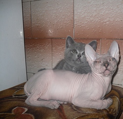 click for enlarge 1920 X 1857 194,2 Kb picture