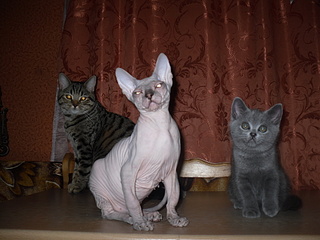 click for enlarge 1920 X 1440 771,6 Kb picture