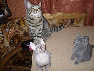 click for enlarge 1920 X 1440 785,4 Kb picture