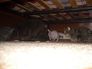 click for enlarge 1920 X 1440 781,6 Kb picture