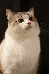 click for enlarge 1920 X 2868 794,8 Kb picture