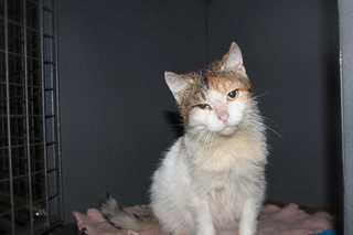 click for enlarge 1200 X 800 39,7 Kb picture