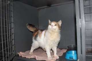 click for enlarge 1200 X 800 48,7 Kb picture