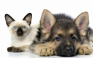 click for enlarge 1920 X 1200 197,0 Kb picture