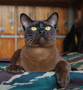 click for enlarge 1324 X 1432 204,5 Kb picture