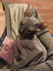 click for enlarge 1920 X 2560 1012,4 Kb picture