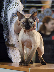 click for enlarge 1713 X 2284 406,7 Kb picture