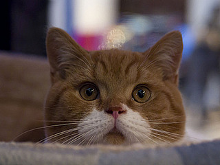 click for enlarge 400 X 300 29,3 Kb picture