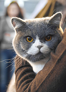 click for enlarge 1920 X 2687 404,6 Kb picture