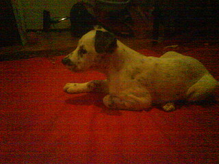 click for enlarge 1600 X 1200 537,5 Kb picture