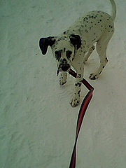 click for enlarge 240 X 320 22,4 Kb picture