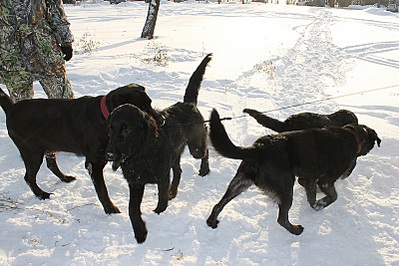 click for enlarge 800 X 533 164,4 Kb picture