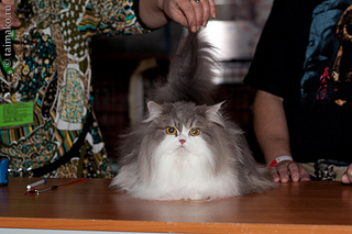 click for enlarge 900 X 600 360,4 Kb picture