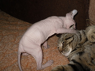 click for enlarge 1920 X 1440 926,0 Kb picture