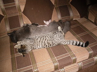 click for enlarge 1920 X 1440 808,2 Kb picture