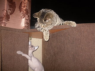 click for enlarge 1920 X 1440 769,1 Kb picture