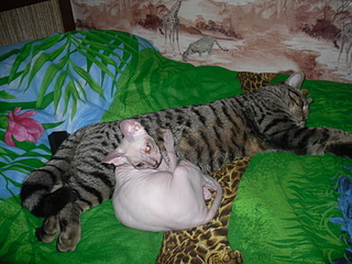 click for enlarge 1920 X 1440 238,6 Kb picture