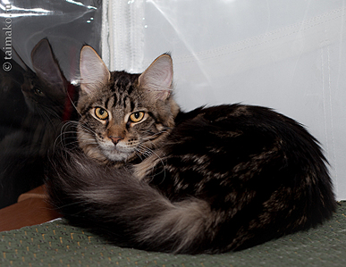 click for enlarge 900 X 696 396,4 Kb picture