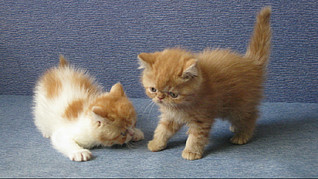 click for enlarge 800 X 449 124,3 Kb picture