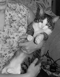 click for enlarge 339 X 431 52,1 Kb picture