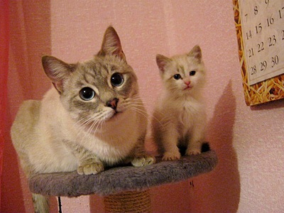 click for enlarge 1920 X 1440 747,4 Kb picture