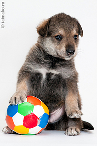 click for enlarge 600 X 900 389,7 Kb picture