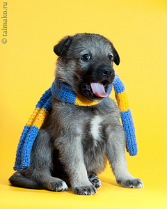 click for enlarge 720 X 900 492,3 Kb picture