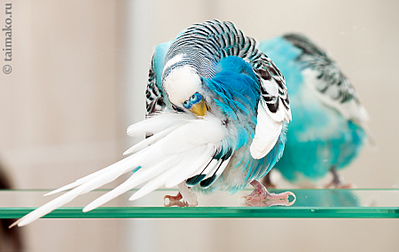 click for enlarge 900 X 567 337,0 Kb picture