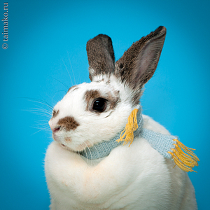 click for enlarge 900 X 900 543,3 Kb picture