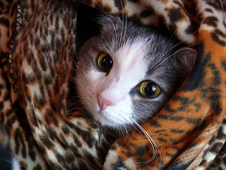 click for enlarge 1024 X 768 457,1 Kb picture